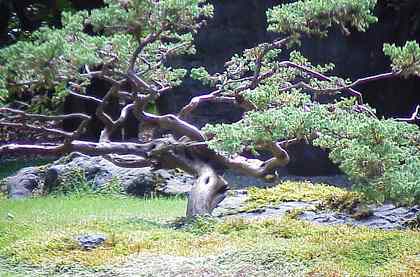 Teebaumöl-Baum